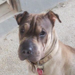 Meet your Posher, Tory